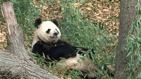 National Zoos Panda Cams Behind The Scenes Cbs News
