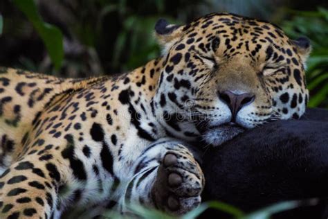 189 Sleeping Black Panther Stock Photos Free And Royalty Free Stock
