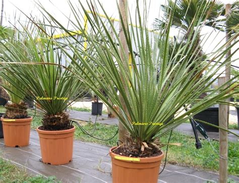 Les plantes grasses, avec leurs feuilles charnues capables de stocker l'eau, sont vertes toute l'année, tolèrent bien les périodes de sécheresse, et ont le chic pour décorer de manière originale une pièce lumineuse, une rocaille ou animer une potée sur la terrasse. Plantes exterieur resistant gel - pivoine etc