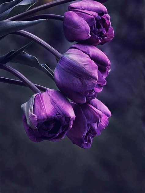Pin By Norma Mazzucco On ⊱ ⊱rosas E Flores ⊱ ⊱ Purple Tulips Purple