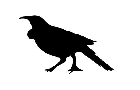 Image Result For Nz Birds Silhouette Images Silhouette Images Bird