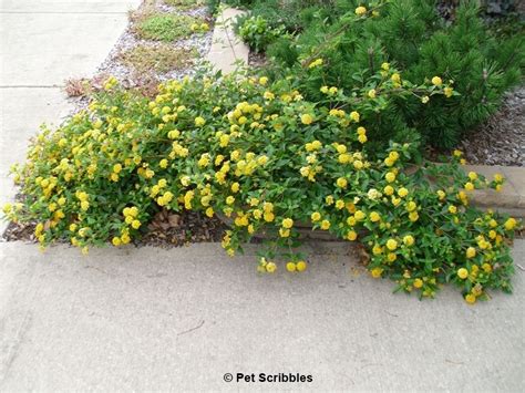 Lantana A Flower Garden Rock Star Lantana Rock Garden Flower Garden