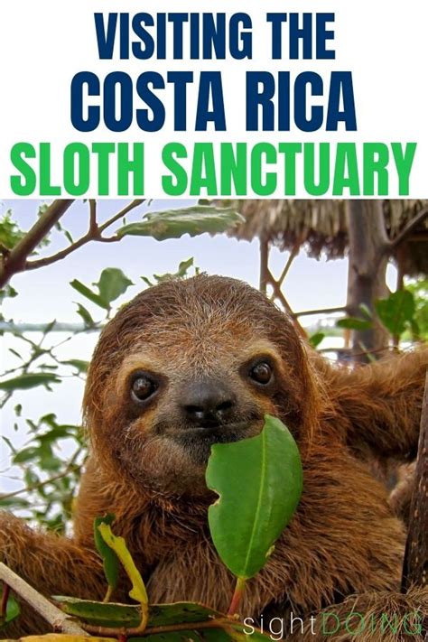 One For The Bucket Lists Get Up Close And Personal With Cute Sloths By