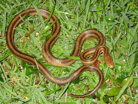 Check spelling or type a new query. Florida Snake Photograph - Yellow Rat Snake