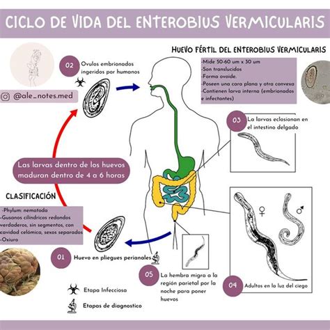 Enterobius Vermicularis Infection