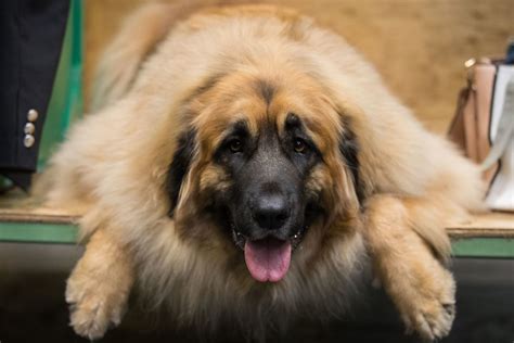 Crufts 2019 Watch Day Two Of The Birmingham Nec Event Live With