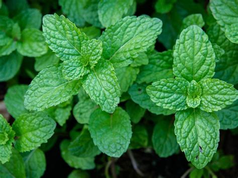 Care Of Peppermint How To Grow Peppermint Plants