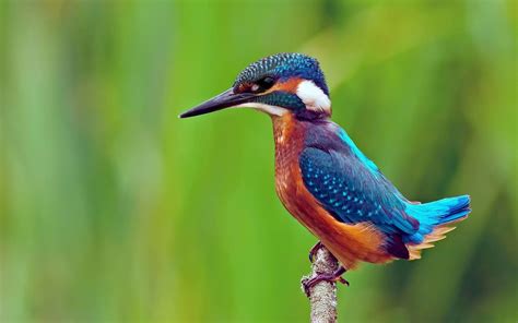 Animals Birds Kingfisher Wallpapers Hd Desktop And