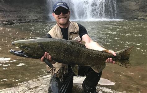 2017 Salmon Run Big Fish Caught In Western Ny Rivers Streams Photos