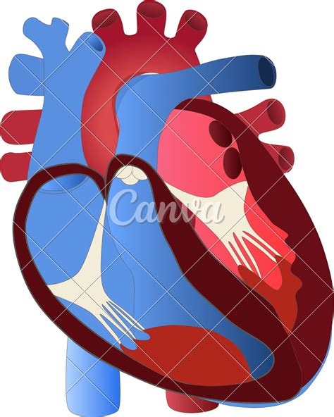 Human Heart Anatomy Circulatory System Coronal Plane