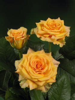 They will not be notified. Kordes Roses International b.v. | Beautiful roses, Rose ...