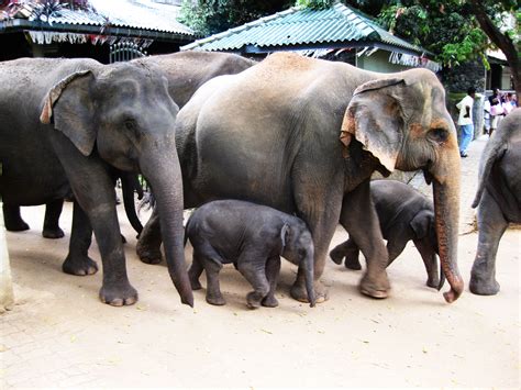 The Ultimate Guide To Pinnawala Elephant Orphanage Travel Me Sri Lanka