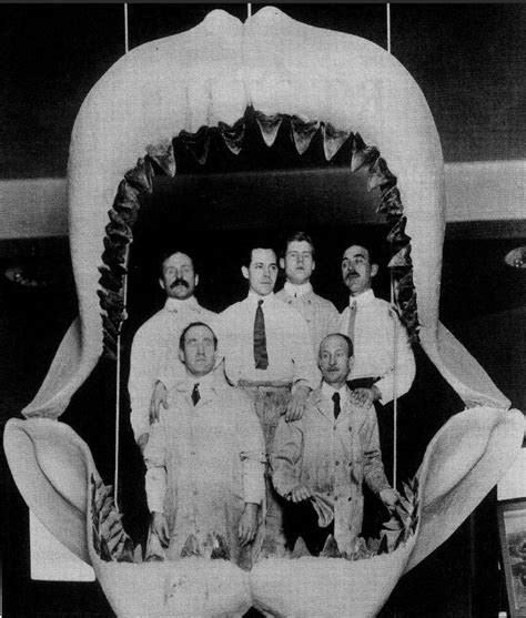 Megalodon Hunters: Megalodon Jaws