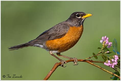 American Robin Facts And Pictures The Wildlife American Robin