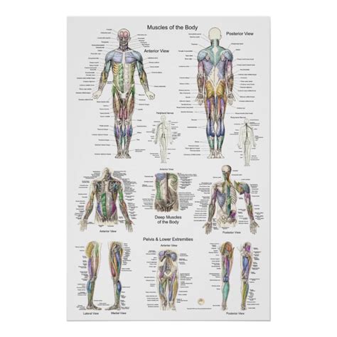 Human Muscle Anatomy Poster Anterior Posterior Zazzle