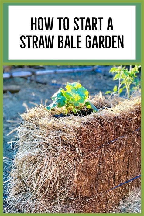 How To Start A Straw Bale Garden Pretty As Peonies Straw Bale