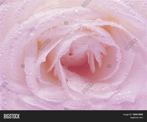 Pink Rose Dew Drops Image And Photo Free Trial Bigstock