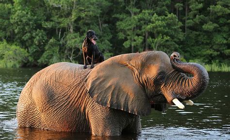 Adorable Friendship Between Elephant And Dog Who Love Playing In The
