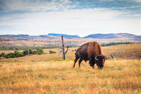 Are Buffalo Extinct The Surprising Truth