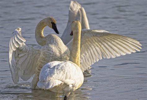 Swan Spreading And Stretching Wings Photograph By Robert Postma