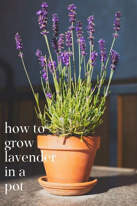 Growing Lavender In Pots And Containers Is My Preferred Method Of Growing This Fragrant Herb