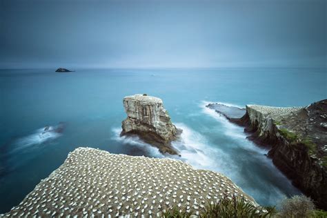 Muriwai Gannet Colony Clicks And Trips