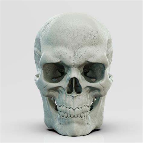 Male Skull For The Medical Area 3d Model Cgtrader