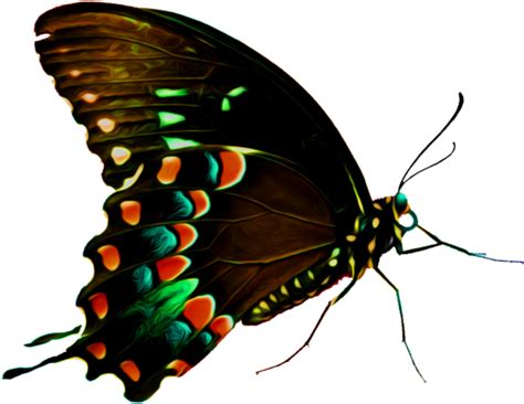 Butterfly Texture Special By Wildjaeger On Deviantart Butterfly Png