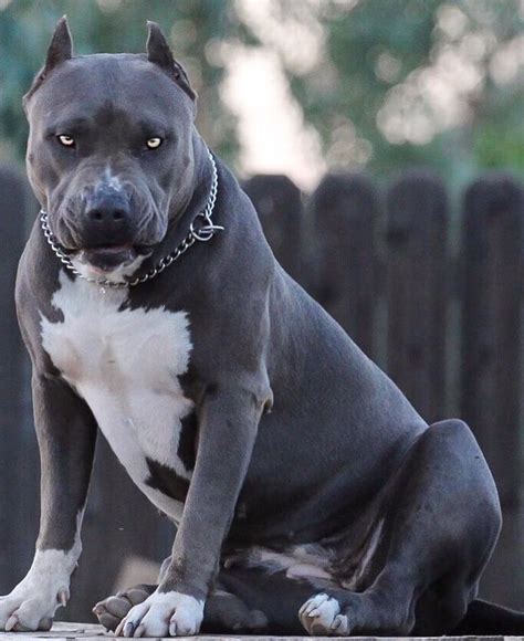 We did not find results for: Dogo Argentino In Black Colour - Bulldog Lover