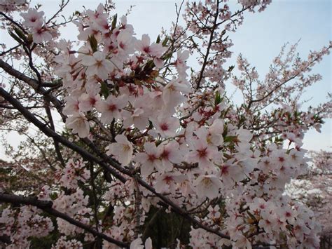 Beli bibit sakura jepang online berkualitas dengan harga murah terbaru 2021 di tokopedia! foto-foto-pemandangan-bunga-sakura-jepang-7 | Sakura ...