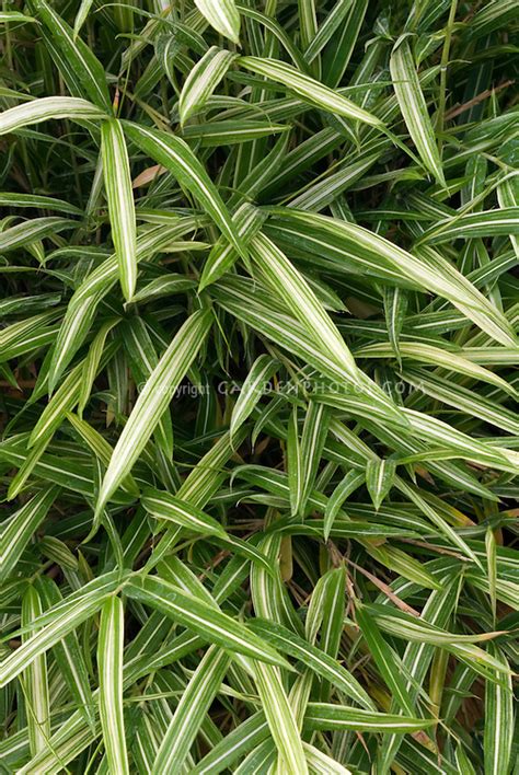 Shop bamboo bamboo to discover our award winning suction bamboo baby bowls and toddler plates. Pleioblastus shibuyanus 'Tsuboi' Dwarf Fernleaf Bamboo ...
