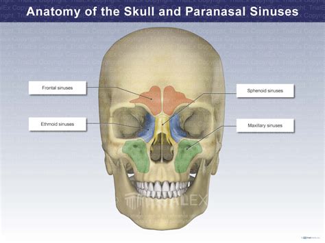 Frontal Sinus Bone Anatomy