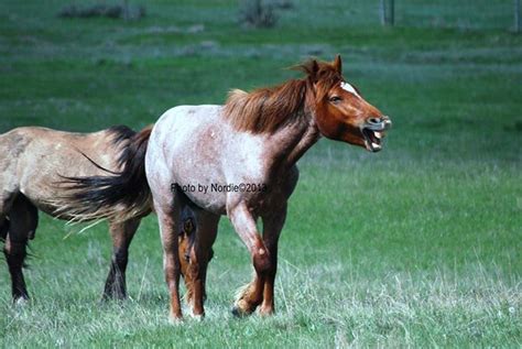 2013 Trnp Wild Horses Sale September 28th In Wishek North Dakota