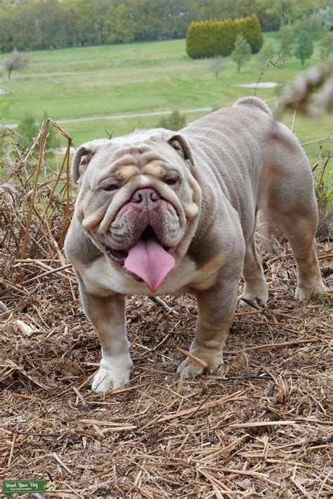 Bulldog Lilac Tri Stud Dog In West Yorkshire The United States