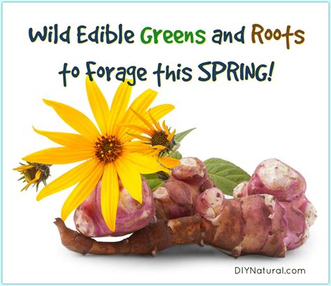 Wild Edibles Edible Plants To Forage During The Spring
