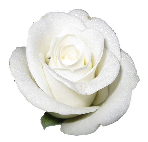 Paling Populer 12 Gambar Bunga Mawar Putih Png