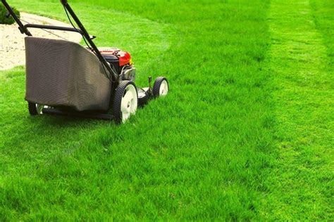 Essential Lawn Care Tools That Every Lawn Owner Should Have