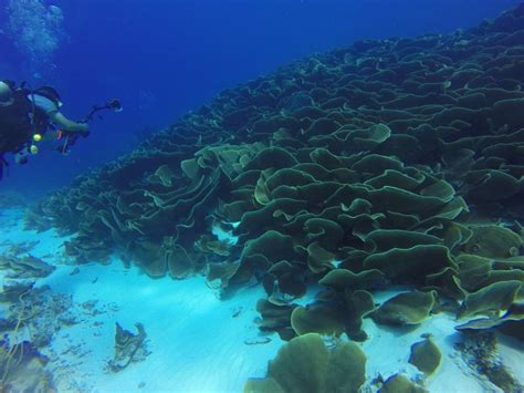How Long Does It Take Coral Reefs To Recover From Feb 2019 Jcu