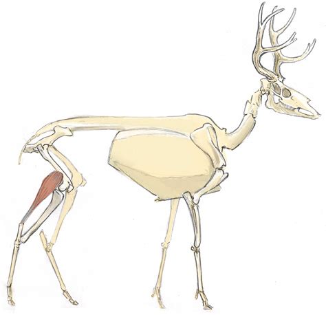 Mule Deer Skeleton 3 John Muir Laws