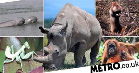 Can we bring them back? Animals that went extinct in 2020 and the ones that could disappear after 2021 | Metro News