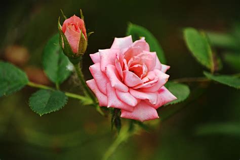 Deep Pink Rose Bloom Photograph By Gaby Ethington Fine Art America