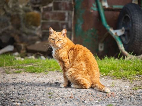 Animal Charity Appeals For Homes For Nervous Farm Cats Shropshire Star