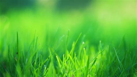 1920x1080 Green Grass Field Laptop Full Hd 1080p Hd 4k Wallpapers Images Backgrounds Photos