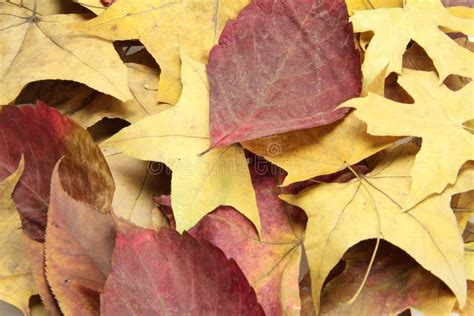 Autumn Leaves Background Stock Image Image Of Leaf Isolated 38917823