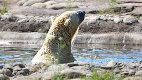 Male Polar Bear Kills Female Polar Bear At Detroit Zoo Ctv News