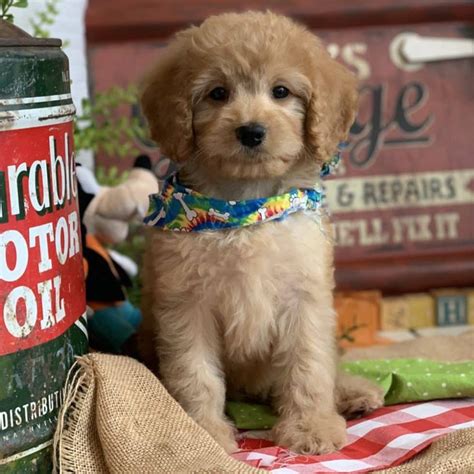 The absolute best cavachon breeders. Cavapoos R Us | Exceptional Champion Bloodline Cavapoo ...