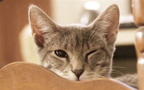 Kitten With One Eye Closed Ozzi Cat Australian National Cat Magazine