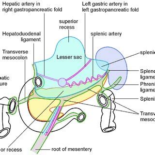 5 фраз в 2 тематиках. The lesser sac can be subdivided into superior and ...