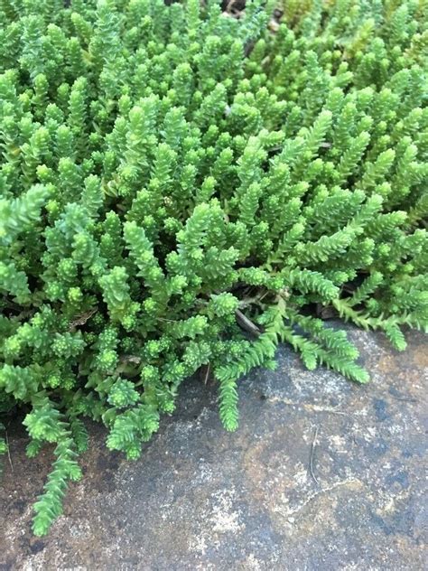 Sedum Plant Evergreen Succulent Creeping Ground Cover No