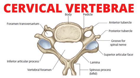 Cervical Vertebrae Anatomy Youtube